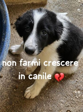 CUCCIOLE 3,5 MESI taglia media