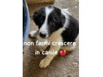 CUCCIOLE 3,5 MESI taglia media