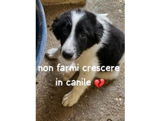 CUCCIOLE 3,5 MESI taglia media