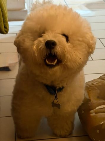 Cuccioli bichon frisee - Foto 6