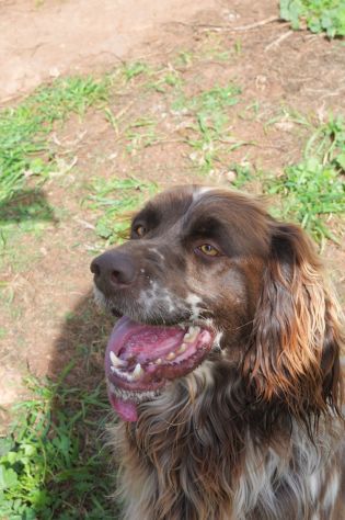Zefiro un cane rinchiuso in canile - Foto 8