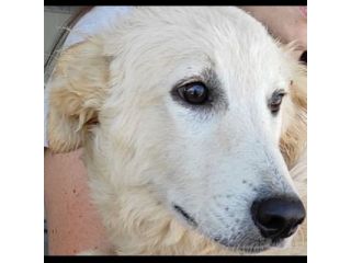 DUCCIO GIOVANE CAGNOLINO IN ADOZIONE