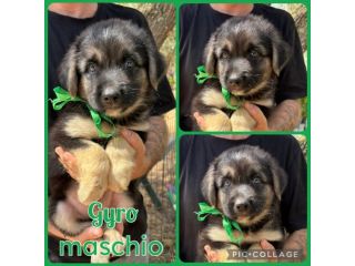 Regalo cuccioli