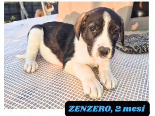 7CUCCIOLI 3MESI E MEZZO TG MEDIA FUTURA MOLLATI NEL MIO TERRENO! CATANIA
