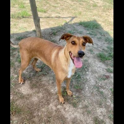 DOROTY ALLEGRA E SOCIEVOLE CAGNOLINA IN ADOZIONE - Foto 9