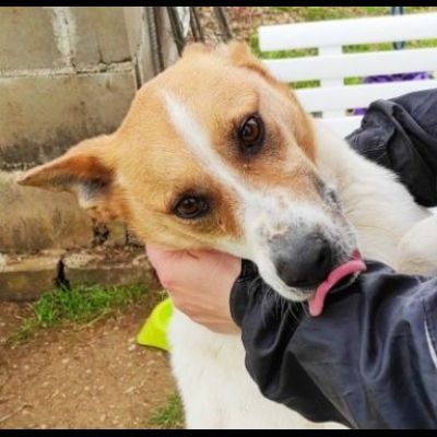 TAMBURELLO GIOIOSO NONOSTANTE UN'INTERA ESISTENZA IN CANILE CANE IN ADOZIONE - Foto 6