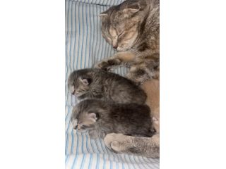 “3 gattini Scottish Fold e Straight (nati in casa)”