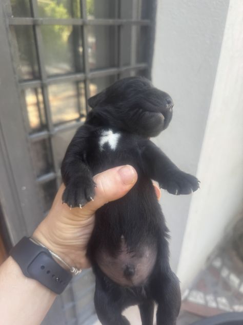 Cuccioli di Labrador miele e neri a Spoleto (PG) - Foto 8