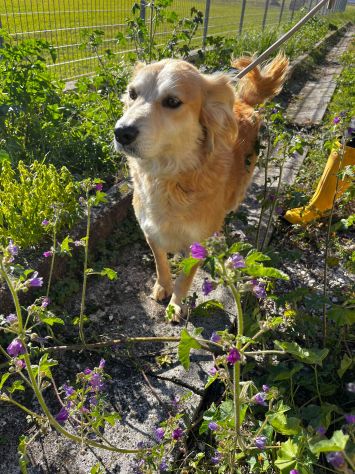 Salvo, cagnolino che implora carezze - Foto 4