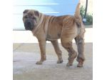 Anita simil Shar pei in adozione