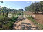 Terreno in vendita a Rizziconi - Rif. 4554895
