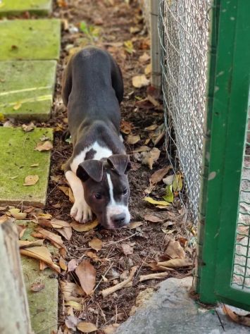 Cucciolo con pedigree ENCI American Staffodshire Terrier
