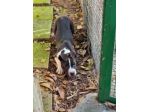 Cucciolo con pedigree ENCI American Staffodshire Terrier