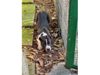 Cucciolo con pedigree ENCI American Staffodshire Terrier