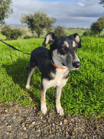 CASPER, 5 ANNI, TAGLIA MEDIA CONTENUTA (20KG),  SI MERTIA UNA CASA !! - Foto 6
