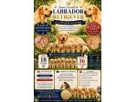 🐾 Iconici Cuccioli: L'eccellenza del Labrador Retriever in una zamp &hellip;