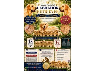 🐾 Iconici Cuccioli: L'eccellenza del Labrador Retriever in una zamp …