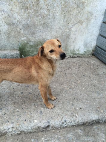 LILLO, frizzante cagnolino - Foto 3