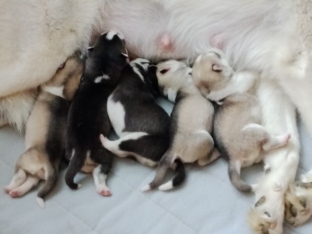 Cuccioli di Siberian Husky