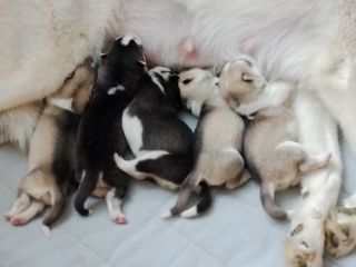 Cuccioli di Siberian Husky