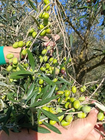 TERRENO ULIVETO E FRUTTETO CON POZZO - Foto 7