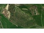A Villanovafranca, nell'alto Campidano, un grande oliveto panoramico, perfe &hellip;
