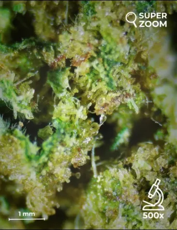 Amnesia Haze - Foto 4
