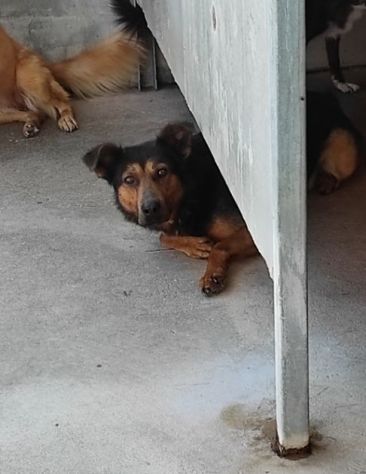 CANE IN ADOZIONE: GRISU' il lupetto abbandonato. - Foto 7