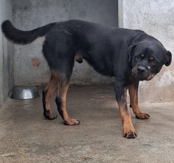 GORY ROTWEILLER 5 ANNI