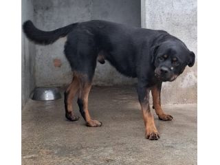 GORY ROTWEILLER 5 ANNI