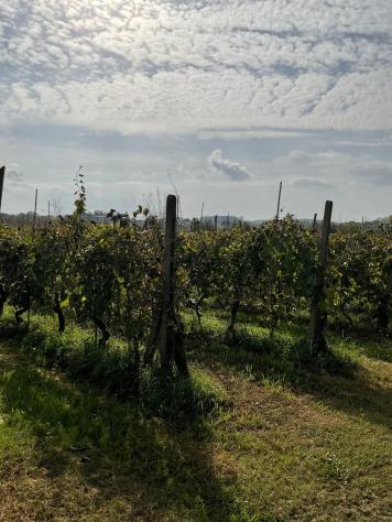 Terreno agricolo in vendita a Cenaia - Crespina Lorenzana 10000 mq Rif: 1069450 - Foto 3