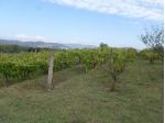 Terreno agricolo 5000 mq in Vendita a Magione