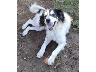 CANE IN ADOZIONE: PEGGY