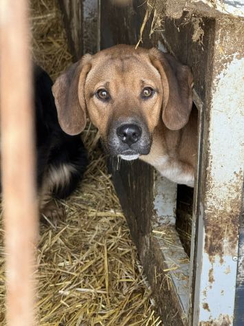 TOM & TINO, buffissimi cuccioli orecchie lunghe! - Foto 10