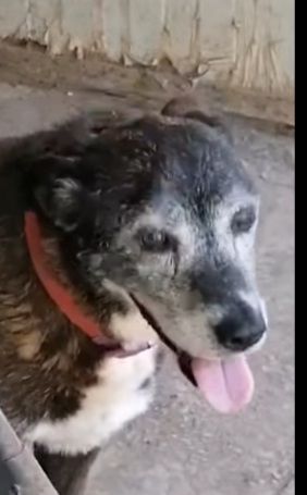 Lady 12anni nera..1vita in canile. Chi può adottarla? NAPOLI - Foto 6