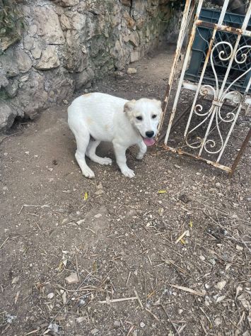 Malu cucciolo adozione del cuore - Foto 5