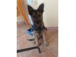 Oreste  11mesi bellissimo URGENTE CASA!! OLBIA
