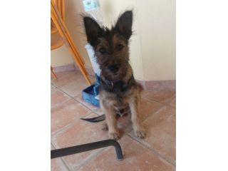 Oreste  11mesi bellissimo URGENTE CASA!! OLBIA