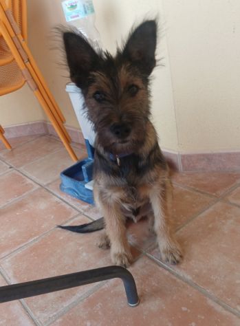 Oreste 12mesi bellissimo URGENTE CASA!! OLBIA