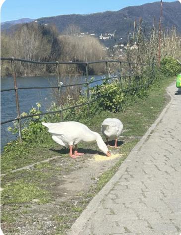 Bifamiliare in affitto a Lavagna - Foto 14