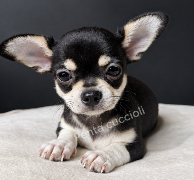 CHIHUAHUA TOY CUCCIOLI disponibili