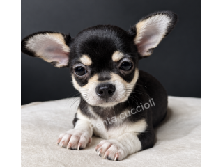 CHIHUAHUA TOY CUCCIOLI disponibili