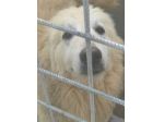 CANE DA ADOTTARE
