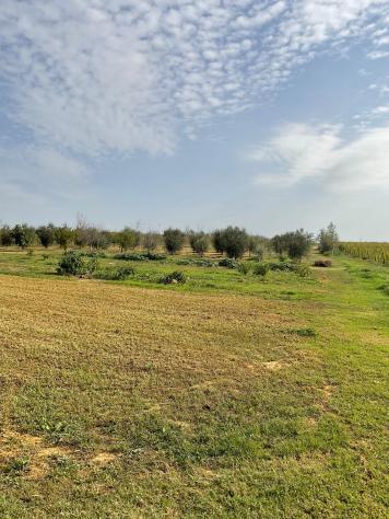 Terreno agricolo in vendita a Cenaia - Crespina Lorenzana 10000 mq Rif: 1069450 - Foto 9