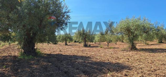 Terreno in vendita a Noto - Foto 13