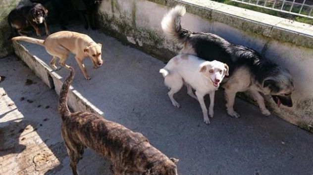 Giovane e buona cagnolina in cerca di casa - Foto 2