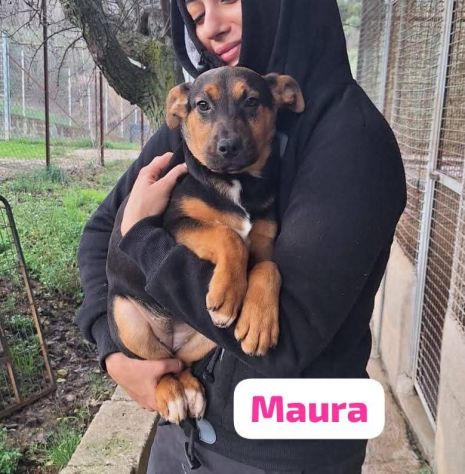 MAURA VARCO ROSEA DOLCISSIMI CUCCIOLI IN ADOZIONE - Foto 10