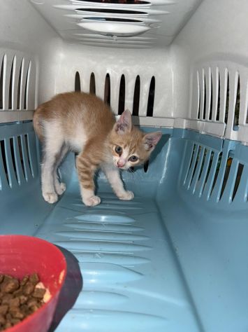Gattino, età circa 50 giorni cerca casa - Foto 2