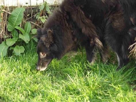 DINKI, pastore belga in cerca di casa - Foto 2