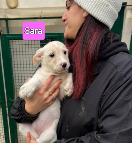 Cambiate il loro destino,  Mamma e cuccioli in adozione - Foto 8